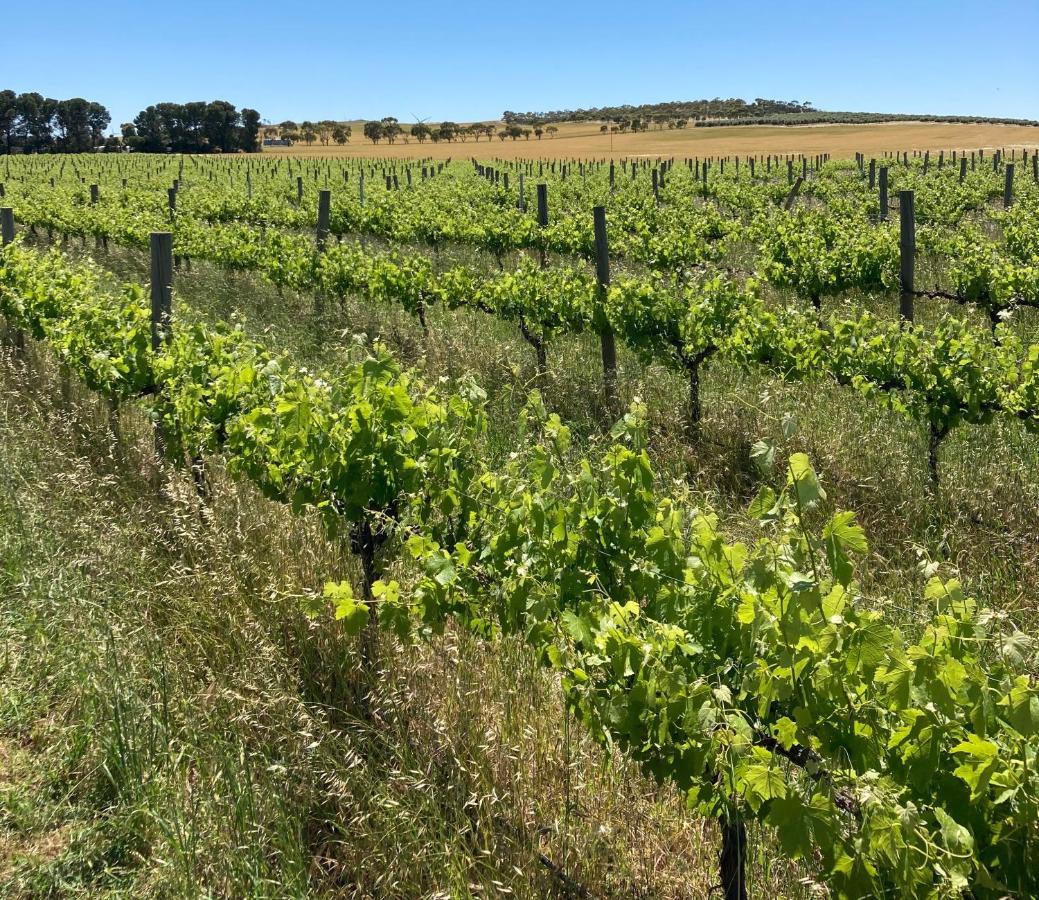 Villa Belalie Wines Jamestown Esterno foto